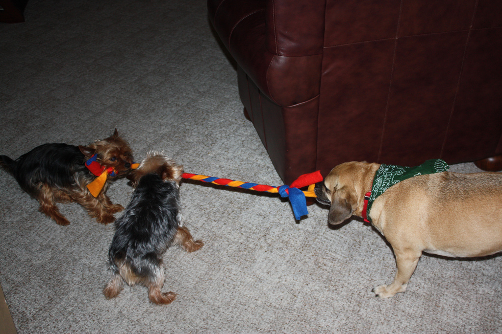 canine tug of war