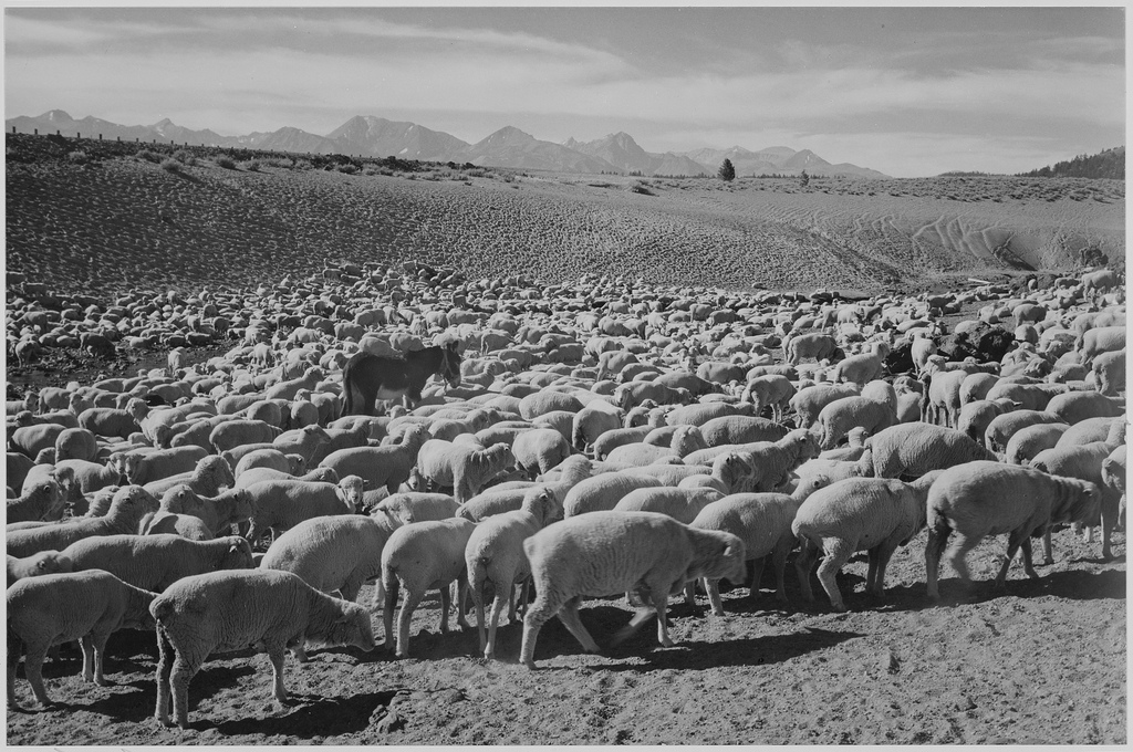 Sheep from US national archives