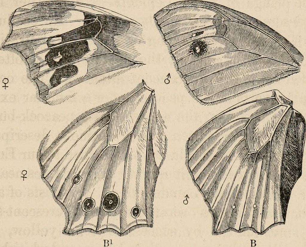 Wing from the origin of Species